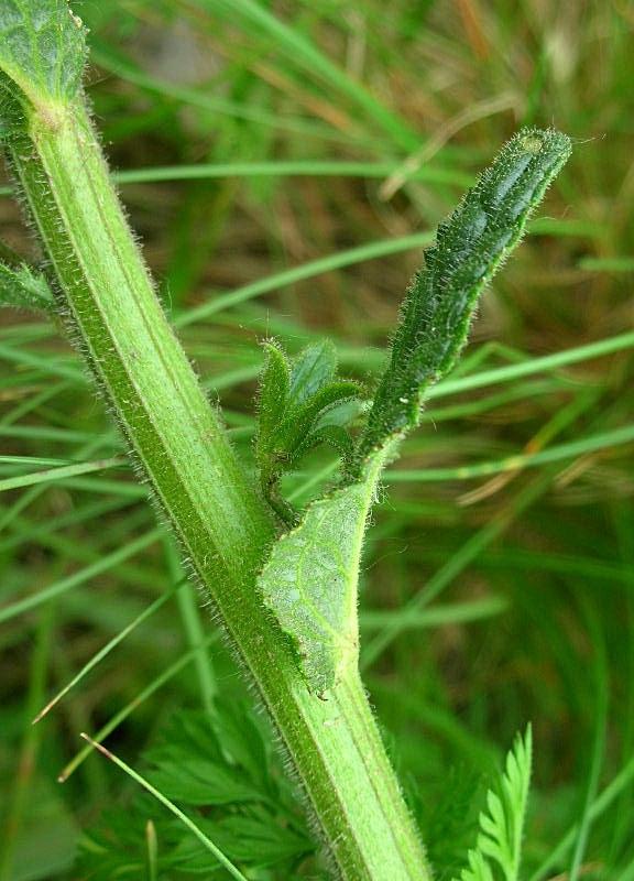 Verbascum phoeniceum / Verbasco porporino